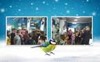Экскурсия «Трудно птицам зимовать, нужно птицам помогать»