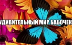 «Удивительный мир бабочек»