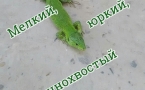 «Мелкий, юркий, длиннохвостый»